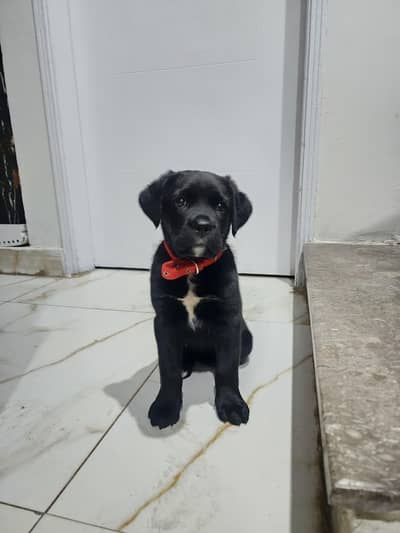 cane corso puppy