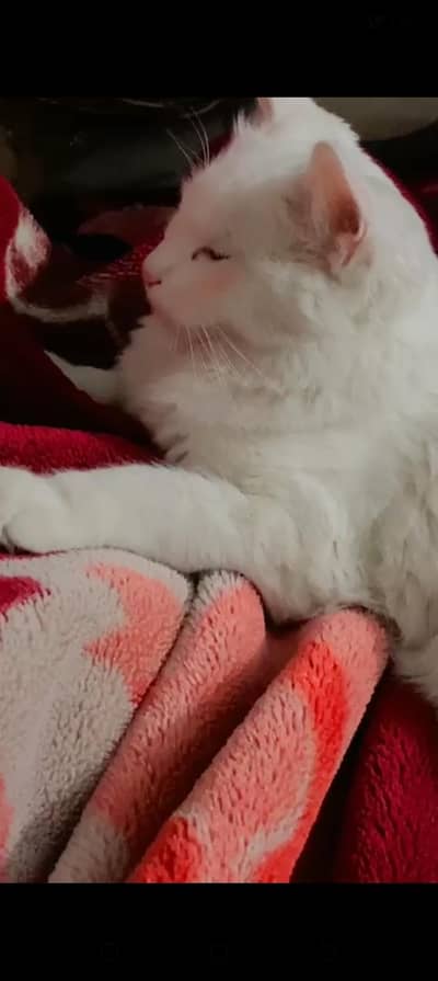 persion double coat white female cat golden eyes