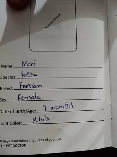 persion double coat white female cat golden eyes