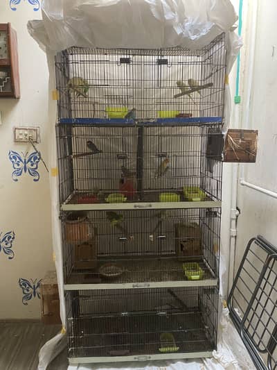 Love bird gray java budgies