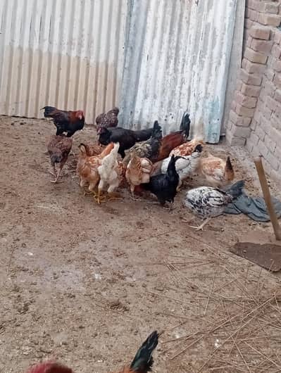 golden misry full size