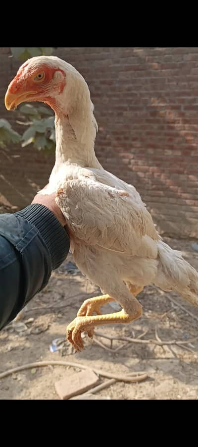 White O shamo pathay | READ COMPLETE DESCRIPTION