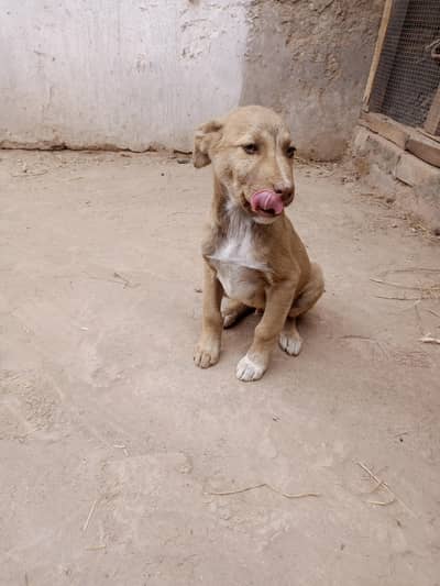 gultair cross brown eyes