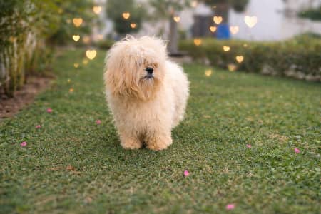Shihtzu Available for meeting in Lahore/ Shihtzu male and female puppy