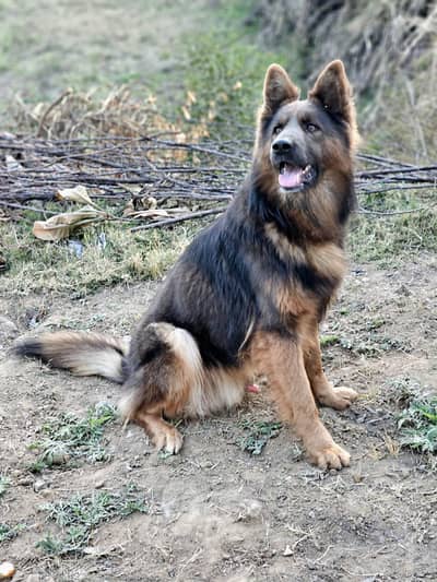 German shepherd stud male