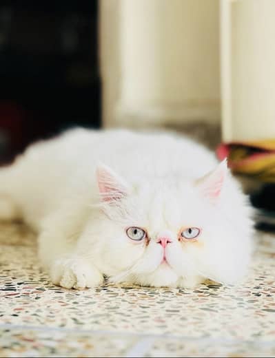 Peki face breeder male cat