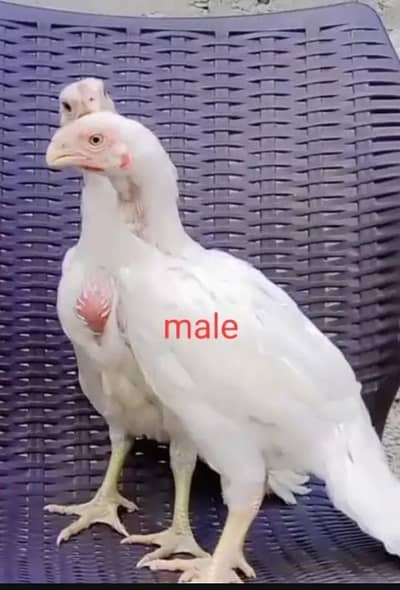 parrot beak aseel pathay for sale