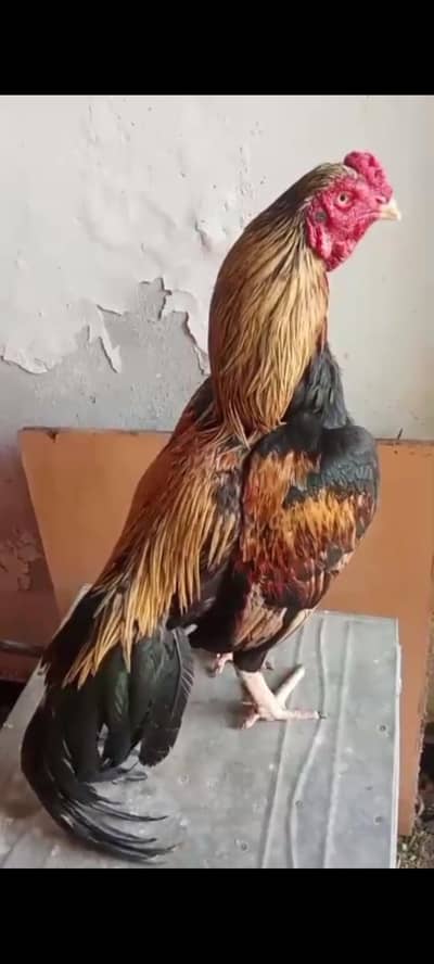 high quality java available mazboot gand jor