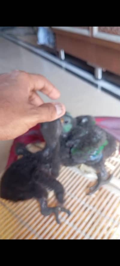 electus male female pair