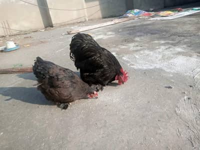 white polish chicks and black bantam 03119913875