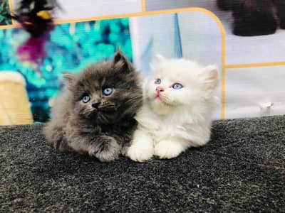 cash on delivery Persian Punch face triple coat cat Kitten