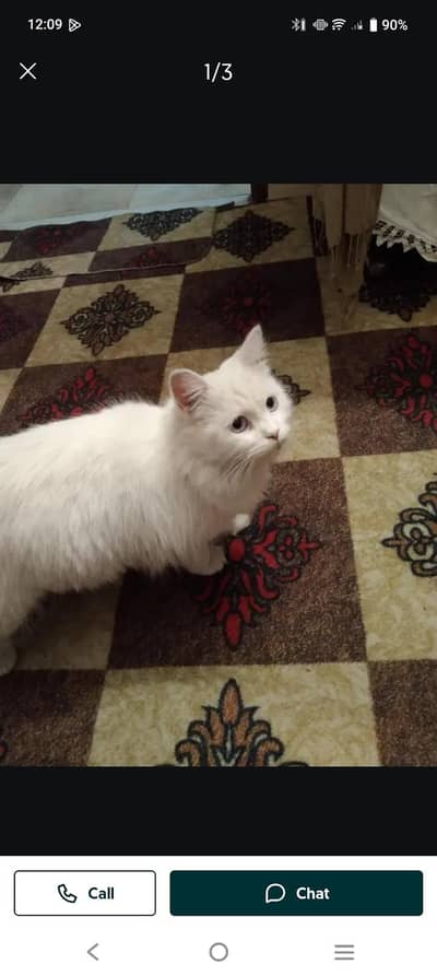 person white cat double coat with golden eyes