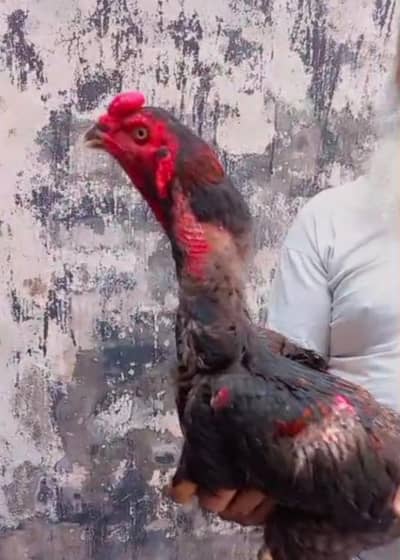 Murgi Thai i Murga panas  cross chicks