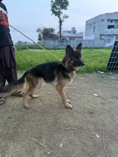 German Shepherd Pedigree Female for sale