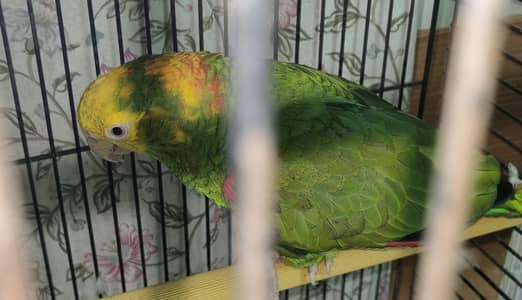 Double Yellow Headed 100% local bread