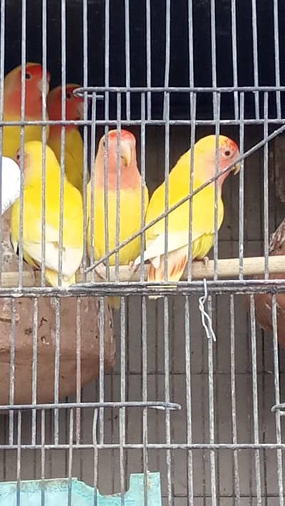 LOTINO RED EYE AVAILABLE FOR SALE