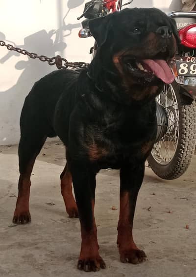 Rottweiler male available