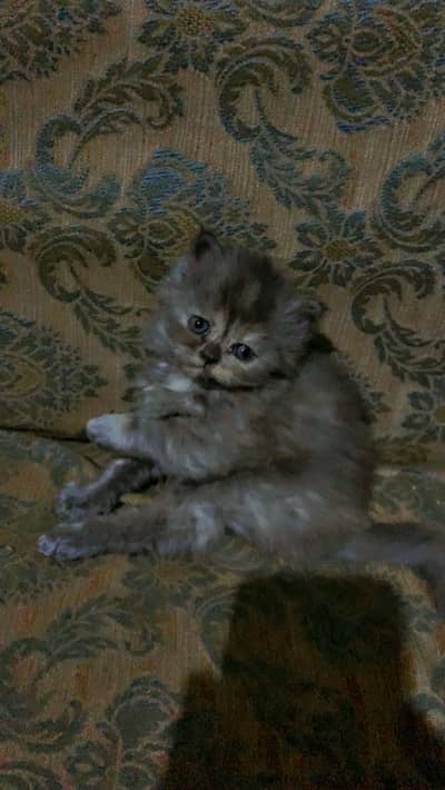 Triple coat persian kitten available