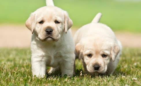 Labrador puppies 03425655411