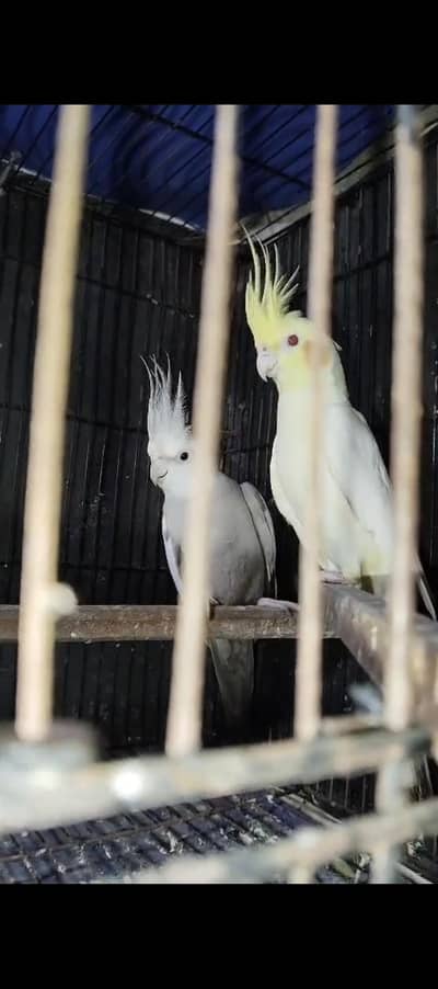 Cocktail breder pair