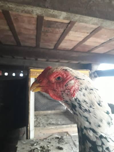 Japanese shamo female best quality available  0/3/2/3/7/8/0/6/9/4/7