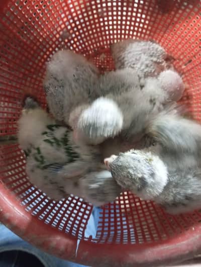 Conure chickes