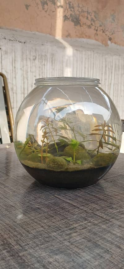 Aquarium | Fish Tank | Fish Bowl | Shrimps | Live Plants Available