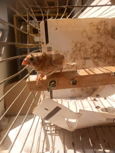 finches for sale mix