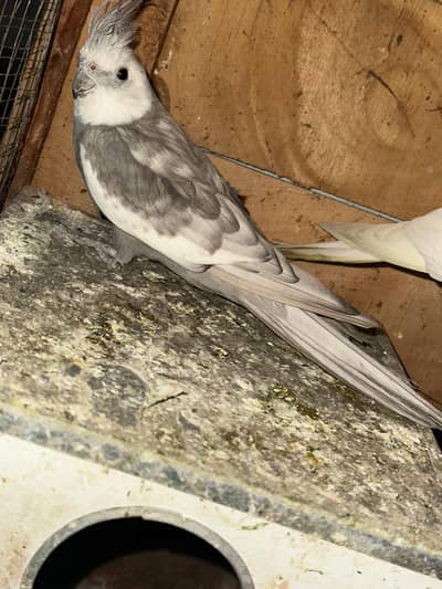 Dominant Silver Male