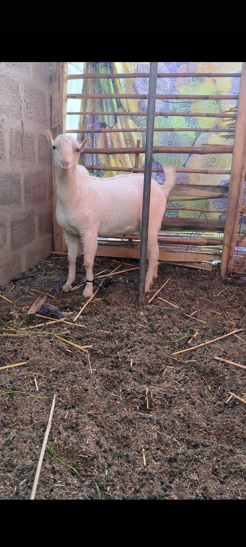 pointed tedda and gabban bakri 0