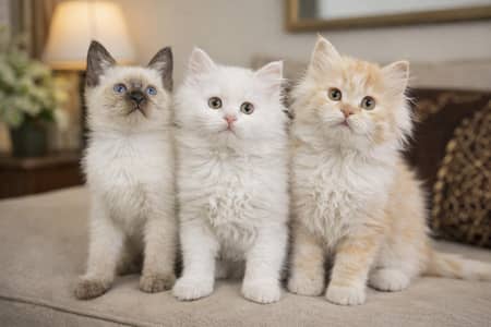 Persian Kittens|Punch Face Kittens|Cute|Triple Coated Kittens|Lahore|