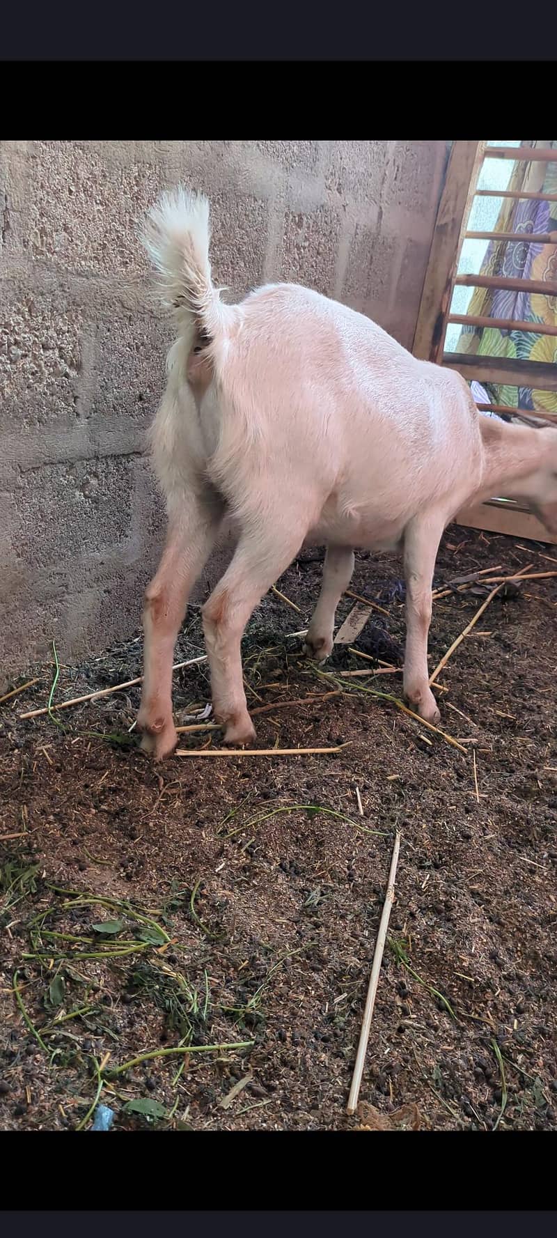 pointed tedda and gabban bakri 5