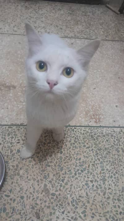 Turkish Angora cat