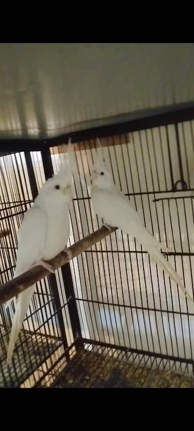 Eno Coktail Breeder Pair For Sale in Multan
