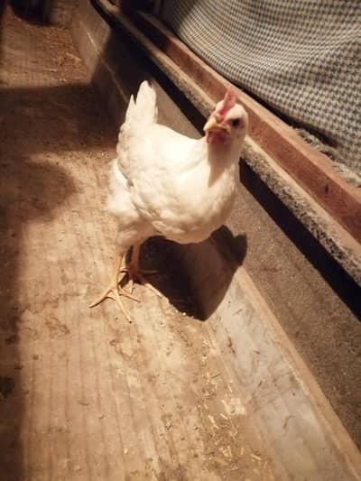 Cage /pinjra/thai female /brooder /heater salnder