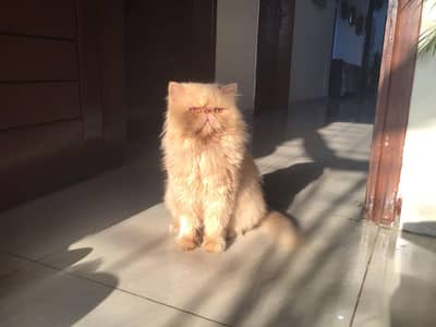 Pure Persian CFA bloodline male