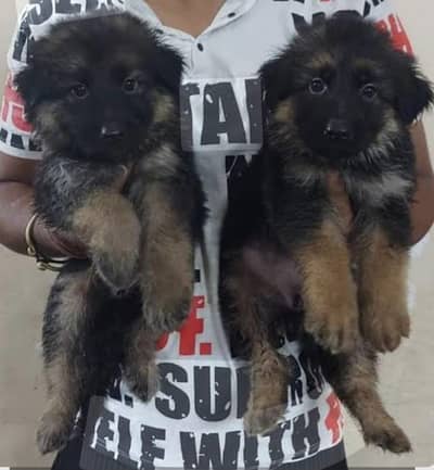 German Shepherd long coat puppies