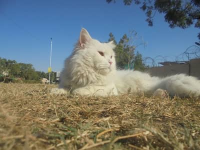 A White Persian Male Cat is available for Sale