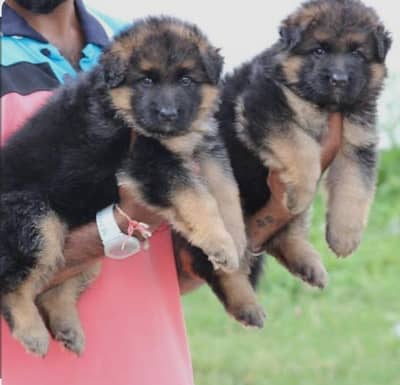 German Shepherd long coat puppiesl | Healthy & Powerful/ breed