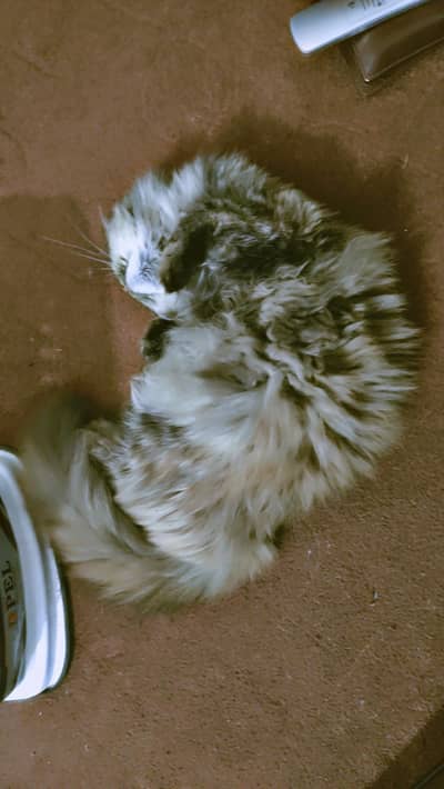 Persian triple coated