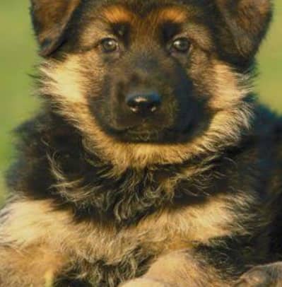 German Shepherd long coat puppies| Healthy & Powerful/ breed