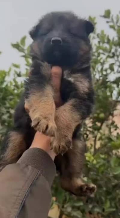 German Shepherd long coat puppies high quality