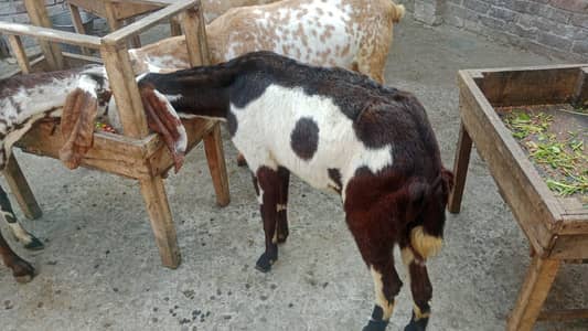 gabn bakrian for sale