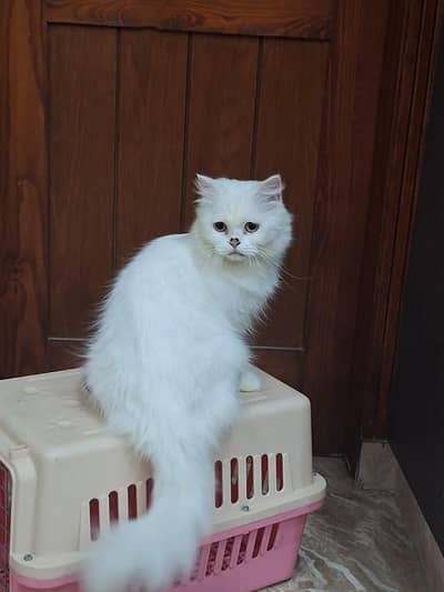 I'm selling Russian feather pair with accessories