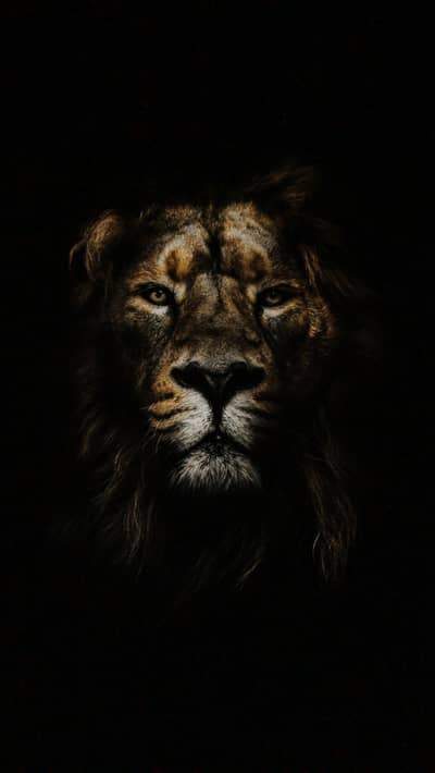 Facebook ads tiktok ads social media handler