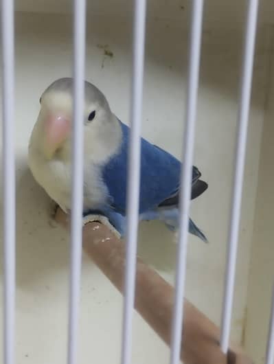 budgies love birds hogoromo