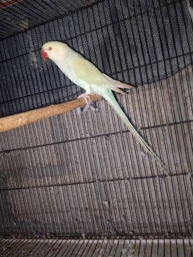 trquise +Eno Cocktail