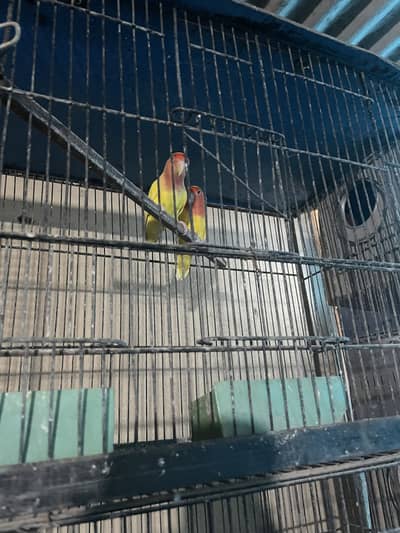 Lovebirds for sale