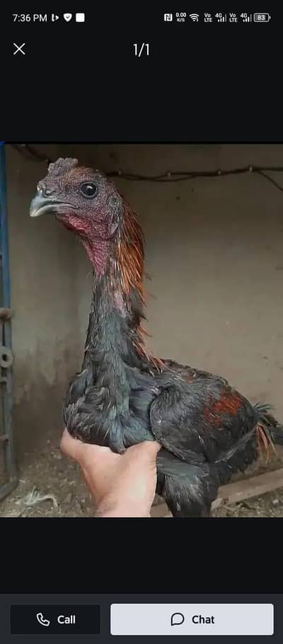 dragon blackskinn parrot  peak