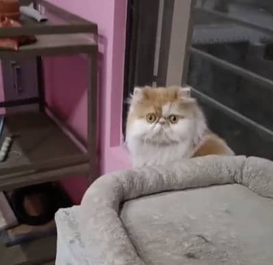 Muchkin Scottish fold and British short hair kittens available